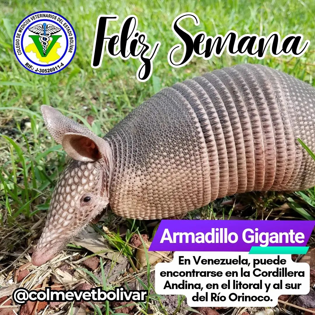 Animales Exoticos